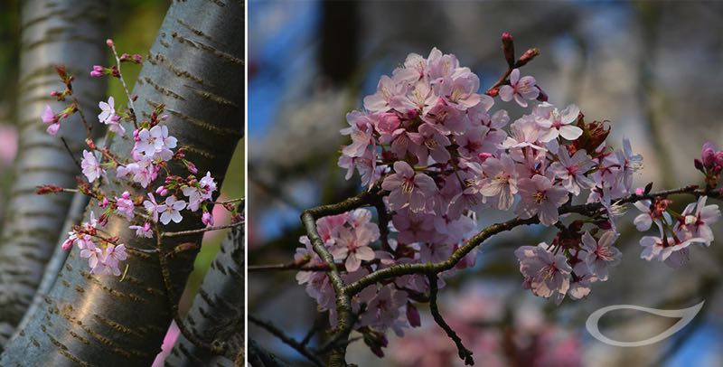 Scharlach-Kirsche Prunus sargentii Blüte und Rinde